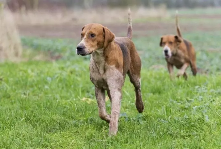 Кучета от кучета (45 снимки): естонски и английски излива, литовски кучета и други видове. Съдържанието на ловни кучета. Избор на кученце 12054_32