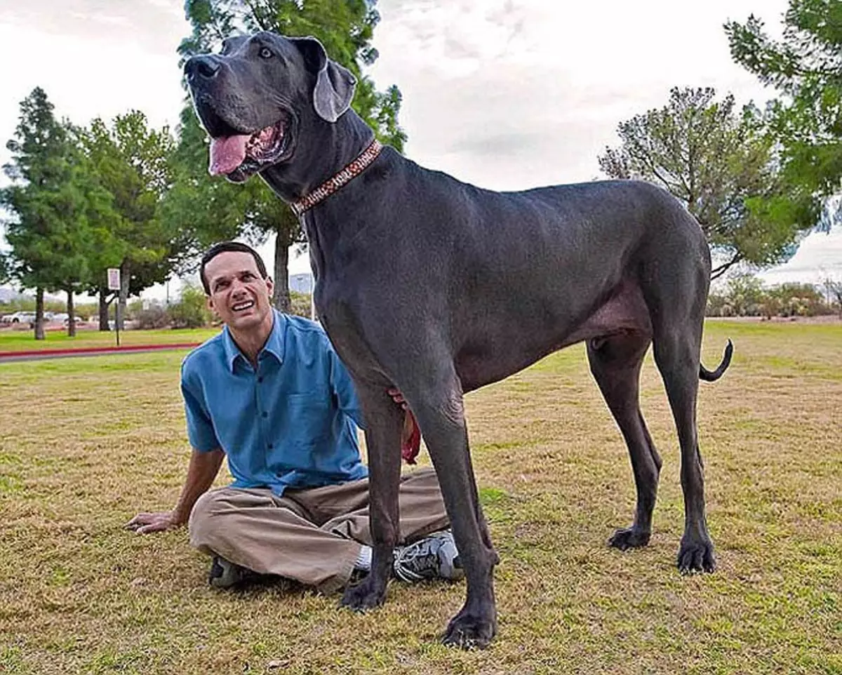 כלבים מצוירים (15 תמונות): הגזעים השרירים ביותר בעולם מה הם כלבים קטנים ושאבים גדולים שנקראו? 12057_3