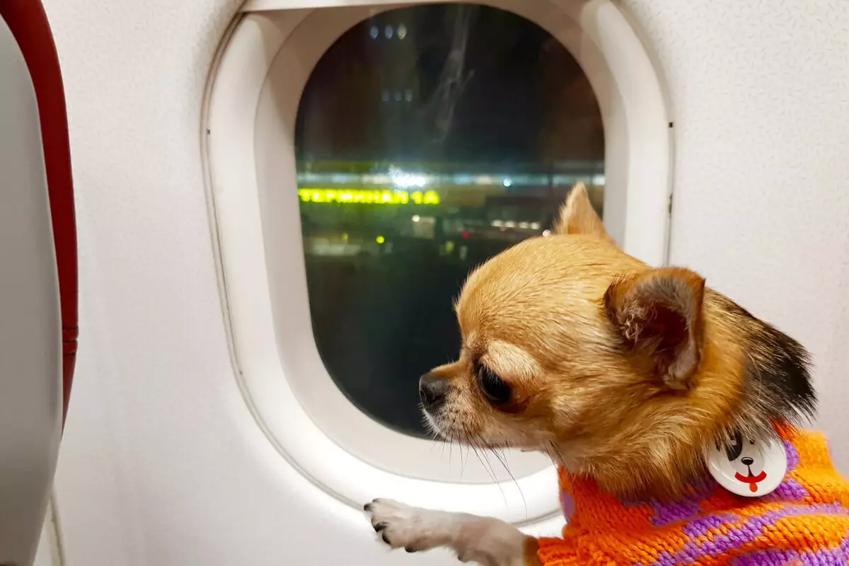 Можно с собакой в самолет. Чихуахуа в салоне самолёта. Чихуахуа в самолете. Собака в самолете. Собачка в самолете.