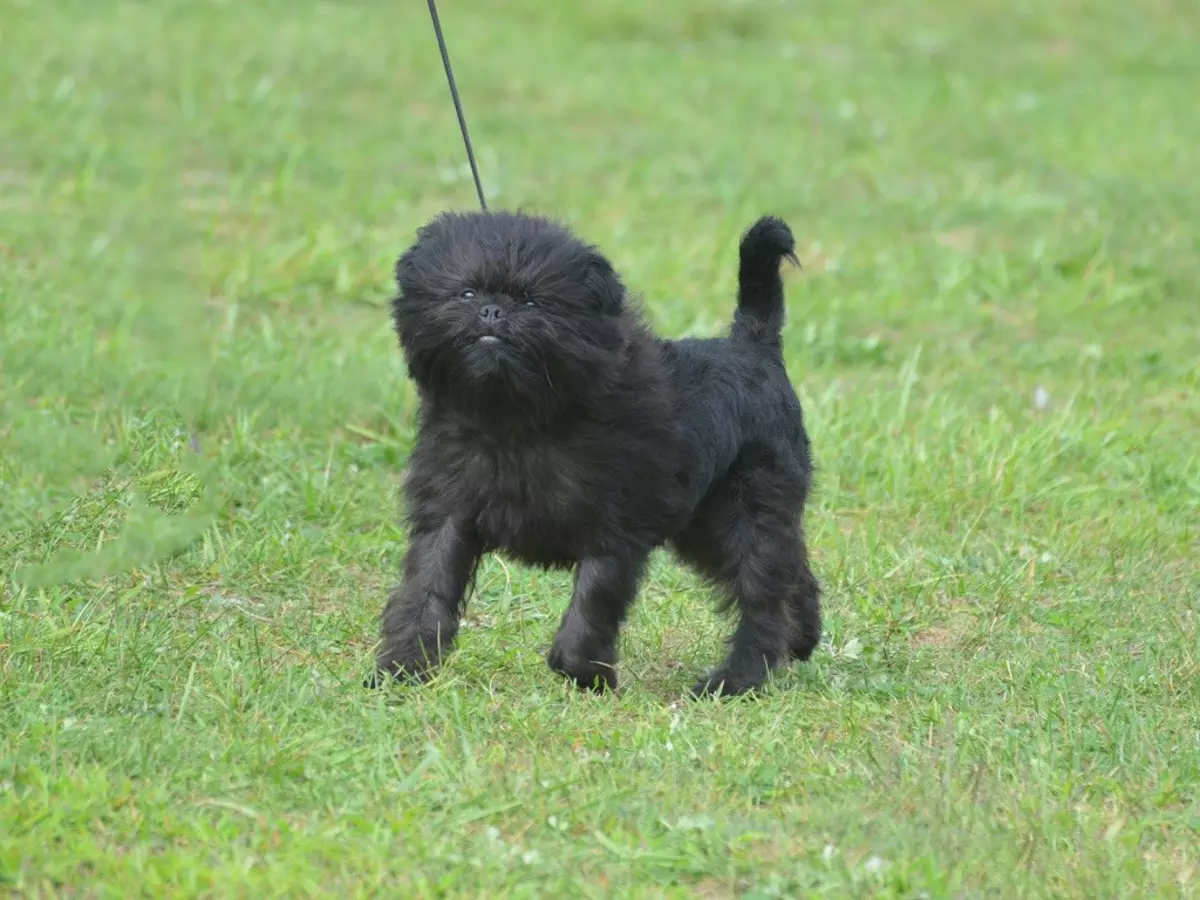 Razza di cani-nani (46 foto): tipi di cani che non crescono. Come scegliere i più piccoli rappresentanti del gruppo? 12059_34