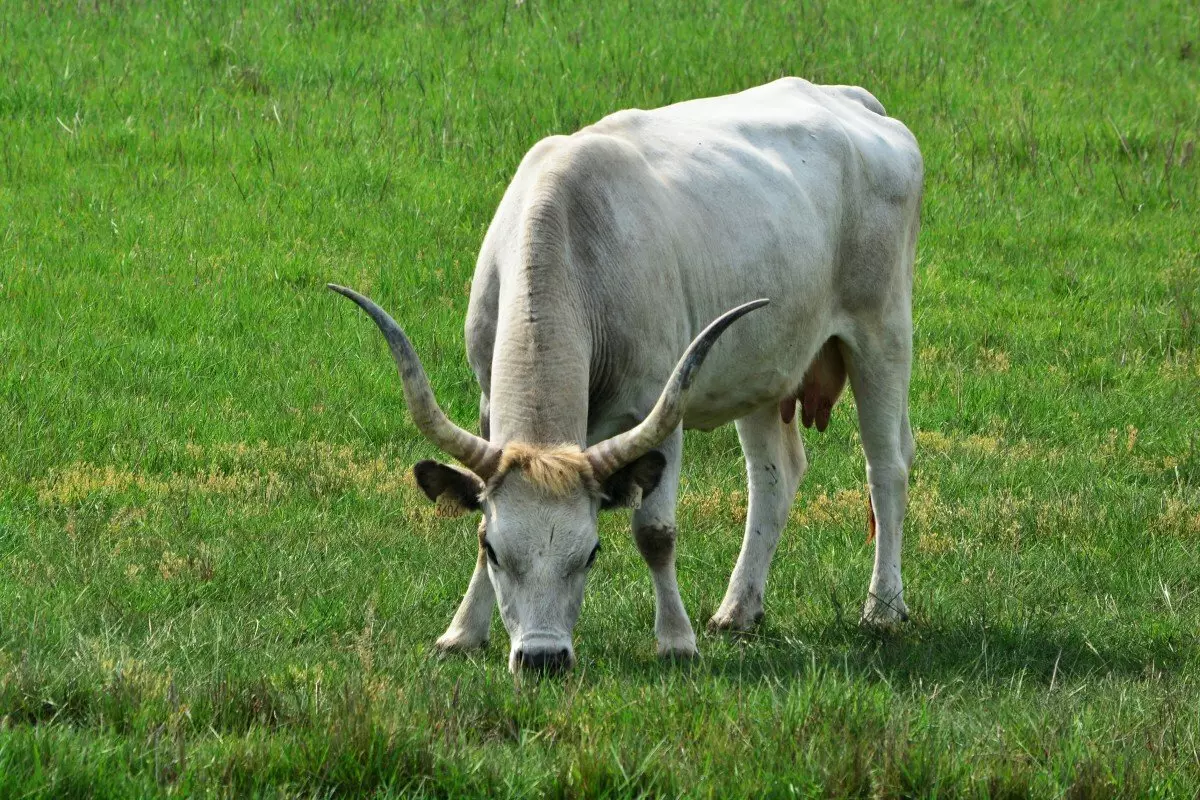 Cov dev siab tshaj plaws nyob hauv lub ntiaj teb (19 daim duab): Cov neeg sawv cev ntawm ntau ceg tsiaj uas ntev ntev, nyias thiab ntev-legged dev 12065_11