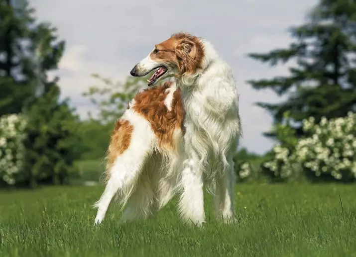 Najvišji psi na svetu (19 fotografij): predstavniki različnih pasem z dolgimi nogami, tankimi in dolgotrajnimi psi 12065_14