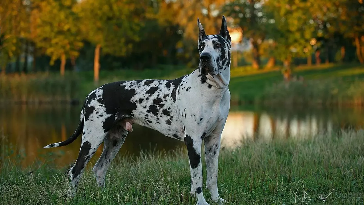 Anjing-anjing tertinggi di dunia (19 foto): perwakilan dari berbagai keturunan dengan kaki panjang, anjing kurus dan berkaki panjang 12065_17