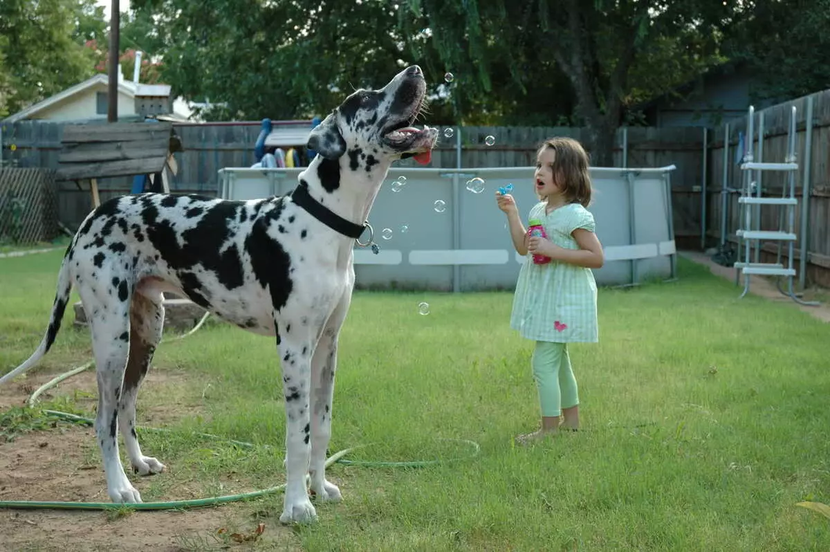 Дэлхий дээрх хамгийн өндөр нохой (19 зураг): Урт хөл, нимгэн, урт хөлтэй нохойн төлөөлөгчид 12065_18