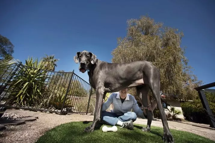Anjing-anjing tertinggi di dunia (19 foto): perwakilan dari berbagai keturunan dengan kaki panjang, anjing kurus dan berkaki panjang 12065_19