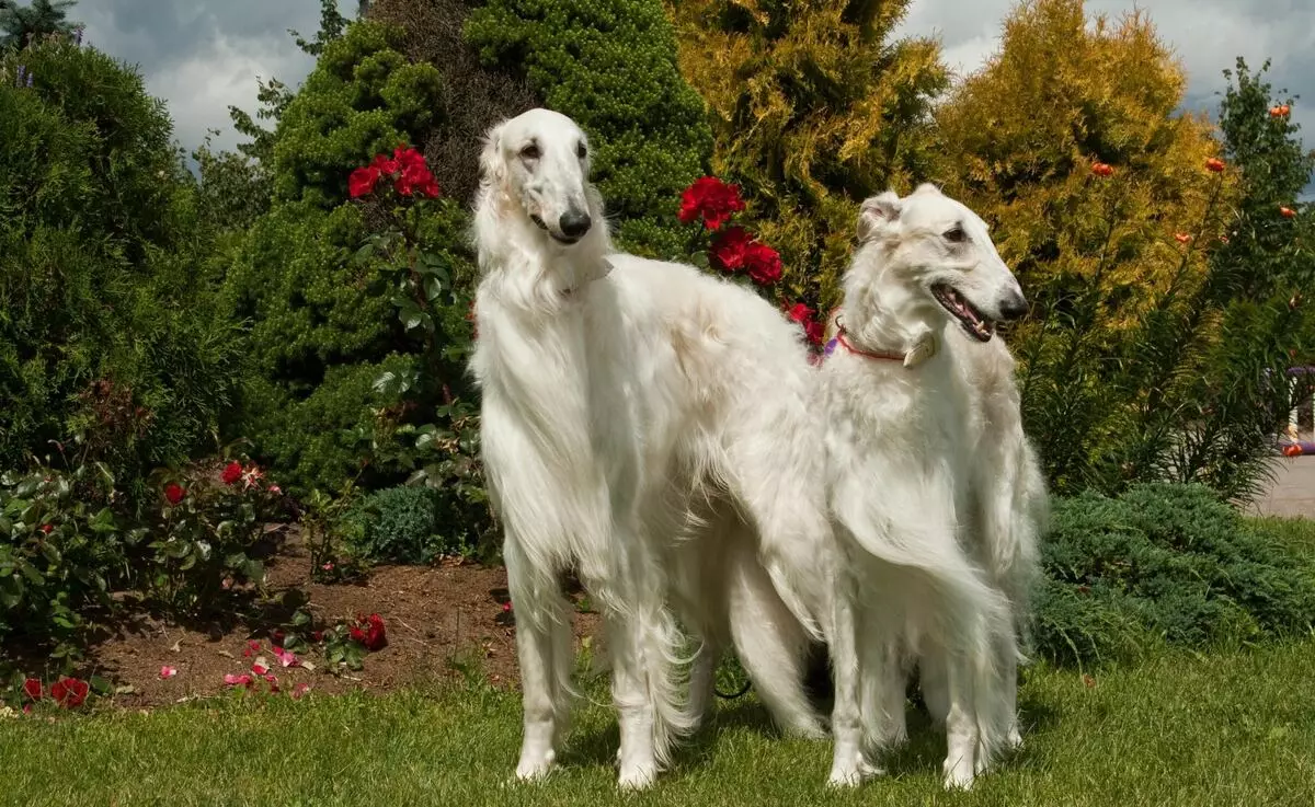 הכלבים הגבוהים ביותר בעולם (19 תמונות): נציגים של גזעים שונים עם רגליים ארוכות, כלבים רזים ורגליים 12065_3