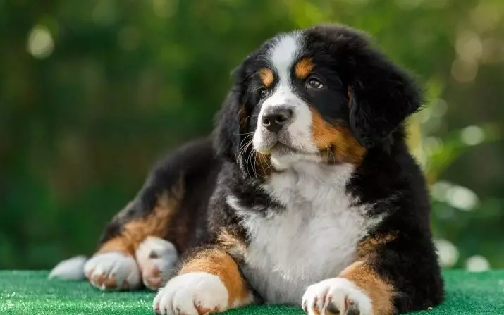 Anjing-anjing tertinggi di dunia (19 foto): perwakilan dari berbagai keturunan dengan kaki panjang, anjing kurus dan berkaki panjang 12065_5