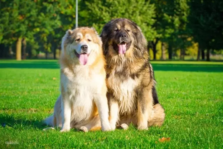 I cani più alti del mondo (19 foto): rappresentanti di varie razze con gambe lunghe, cani sottili e lunghi 12065_8