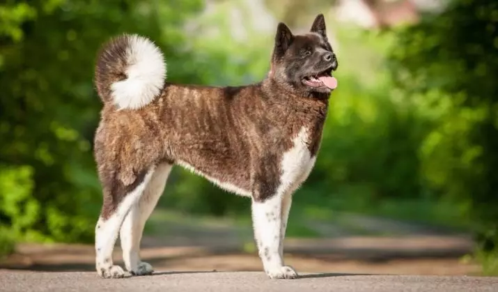 کتوں کی نئی نسلیں (21 تصاویر): روس اور دیگر ممالک میں حاصل کردہ بڑے اور چھوٹے کتے کے نئے نسلوں کے نام 12067_18