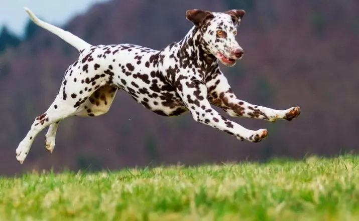 Maailman nopeimmat koirat: koirien parhaat rodut, jotka kulkevat suurella nopeudella 12068_13