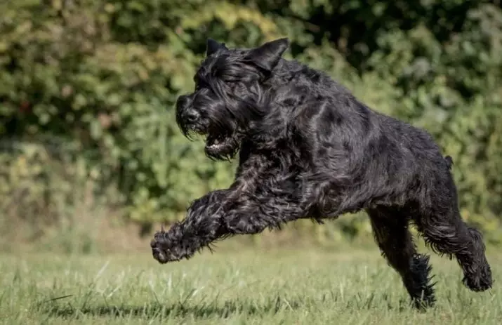 Dünyadaki en hızlı köpekler: yüksek hızda çalışan köpeklerin üst ırkları 12068_22