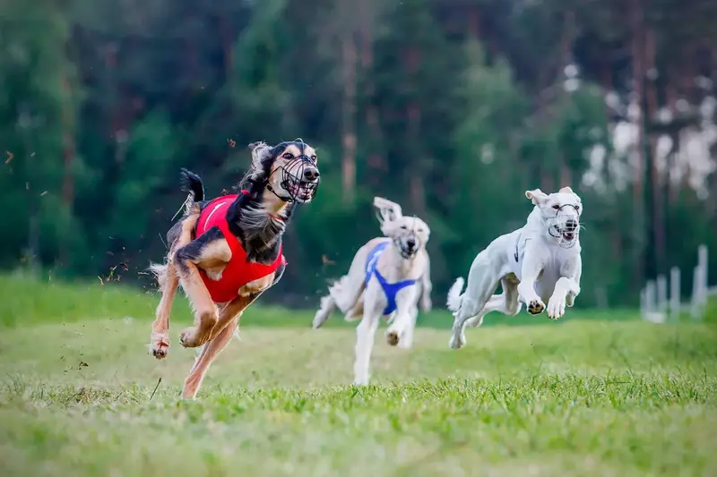 Ang pinakamabilis na aso sa mundo: Nangungunang mga breed ng mga aso na tumatakbo sa mataas na bilis 12068_3