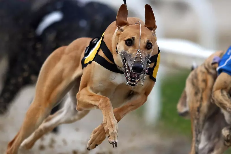 世界上最快的狗：高速运行的狗的顶级品种 12068_4