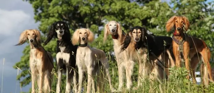 Maailman nopeimmat koirat: koirien parhaat rodut, jotka kulkevat suurella nopeudella 12068_7