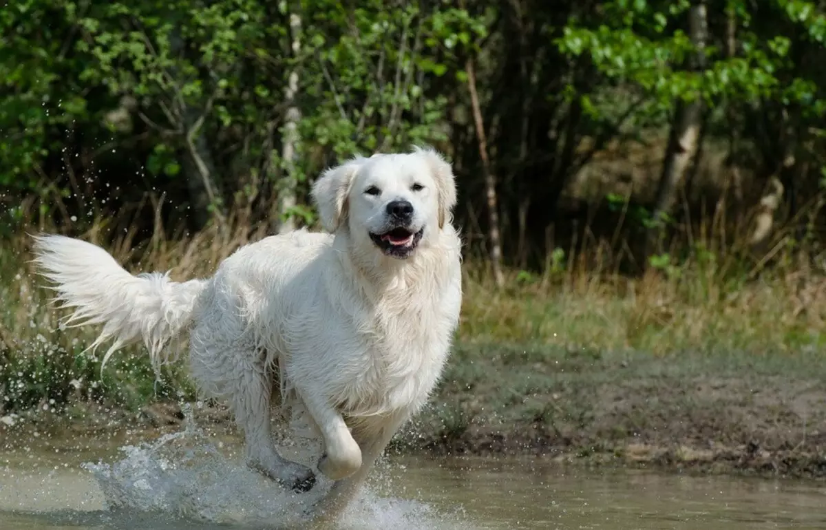Kuvas (48 תמונות): תיאור של כלבי גזע, מוזרויות של גורי Kuvas הונגרי 12070_14