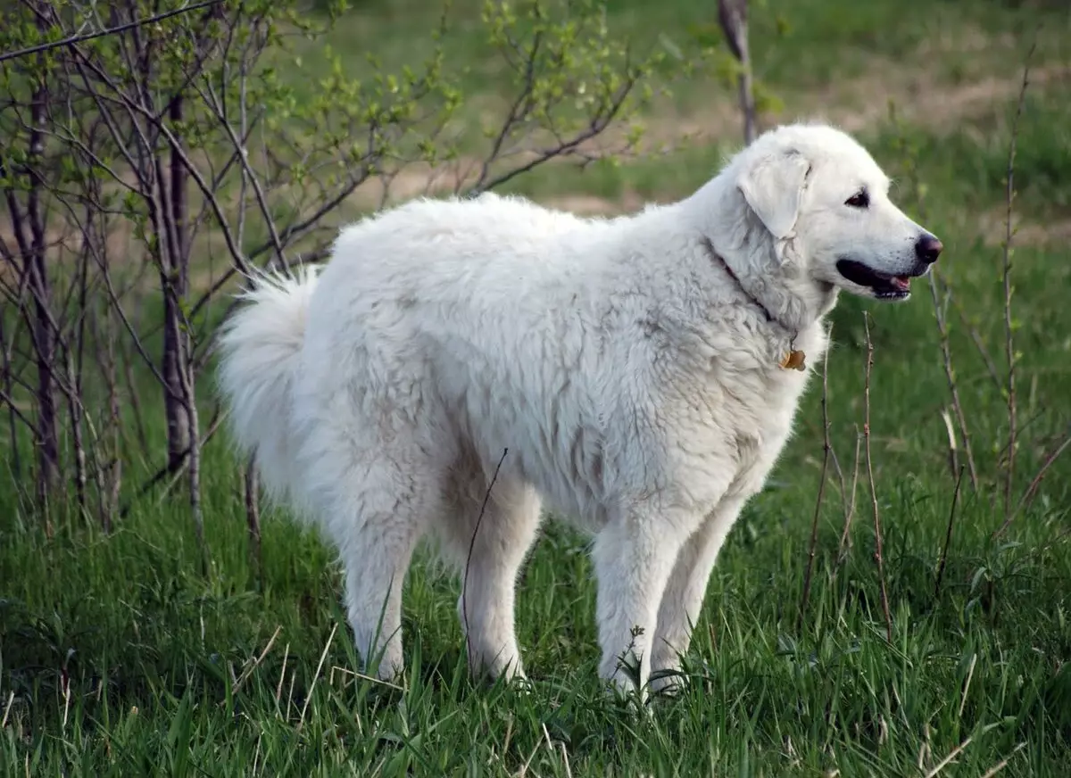 Kuvas (48 photos): description of breed dogs, peculiarities of the puppies of Hungarian Kuvas 12070_2