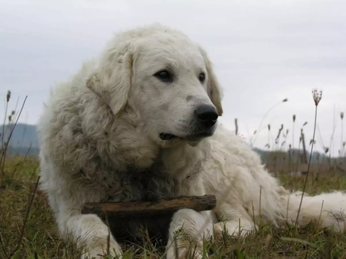 Кувас (48 фото): опис породи собак, особливості догляду за цуценятами угорського куваса 12070_3