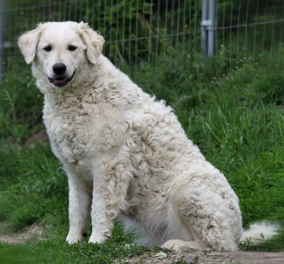 Kuvas (48 תמונות): תיאור של כלבי גזע, מוזרויות של גורי Kuvas הונגרי 12070_4