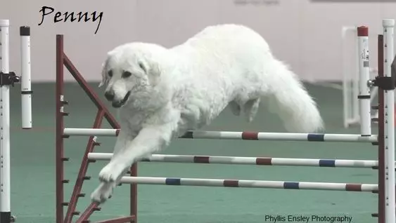 Kuvas (48 fotoğraflar): cins köpeklerin tanımı, Macar Kuvas'ın yavrularının özellikleri 12070_43