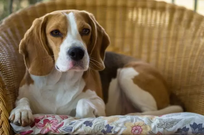 As raças mais estúpidas de cães: top cães desobedientes do mundo. Que raça é a mais aborrecida? 12072_10