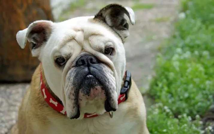 As raças mais estúpidas de cães: top cães desobedientes do mundo. Que raça é a mais aborrecida? 12072_17