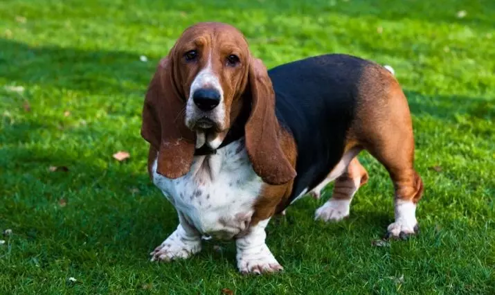 As raças mais estúpidas de cães: top cães desobedientes do mundo. Que raça é a mais aborrecida? 12072_18