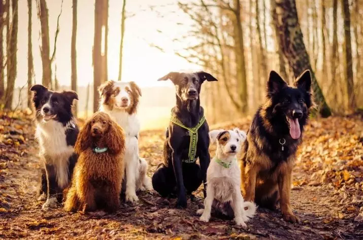As raças mais estúpidas de cães: top cães desobedientes do mundo. Que raça é a mais aborrecida? 12072_7