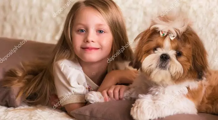 Shi-Tzu (39 photos): Description of the breed of dogs Shitsz, the features of the character of puppies and adult animals, characteristics and disadvantages. Ownership reviews 12073_17