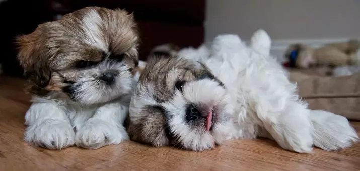 Shi-Tzu (39 photos): Description of the breed of dogs Shitsz, the features of the character of puppies and adult animals, characteristics and disadvantages. Ownership reviews 12073_36