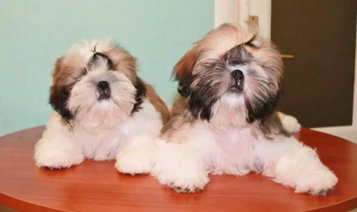 Shi-Tzu (39 photos): Description of the breed of dogs Shitsz, the features of the character of puppies and adult animals, characteristics and disadvantages. Ownership reviews 12073_38