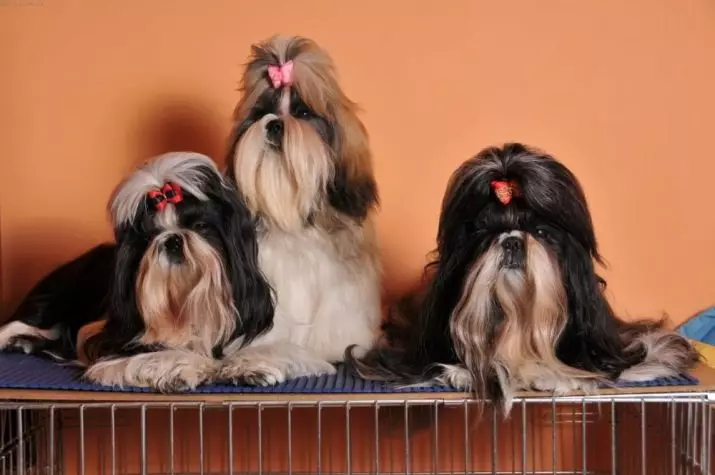 Shi-Tzu (39 photos): Description of the breed of dogs Shitsz, the features of the character of puppies and adult animals, characteristics and disadvantages. Ownership reviews 12073_8
