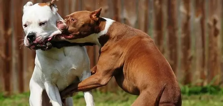 Races americanes de gossos (17 fotos): varietats amb noms. Quina és la raça més gran de gossos que es va criar a Amèrica? 12075_5