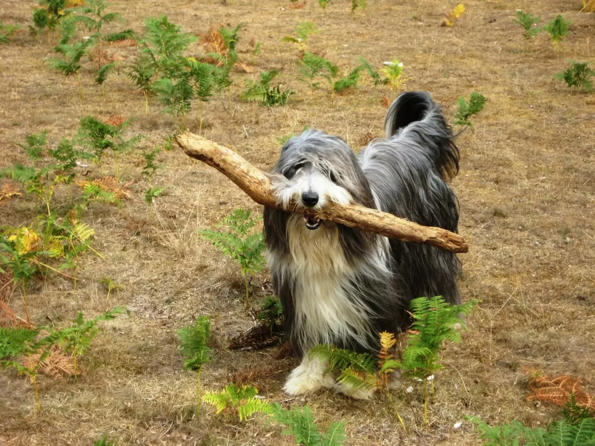 Σκύλοι με γενειάδα (26 φωτογραφίες): Τι είναι ασυνήθιστο στα γενειοφόρα σκυλιά; Εκπρόσωποι της φυλής μικρών μεγεθών 12077_13