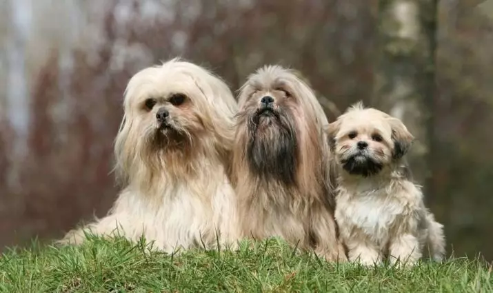 Кучета с брада (26 снимки): Какво е необичайно в брадатите кучета? Представители на породата на малки размери 12077_20