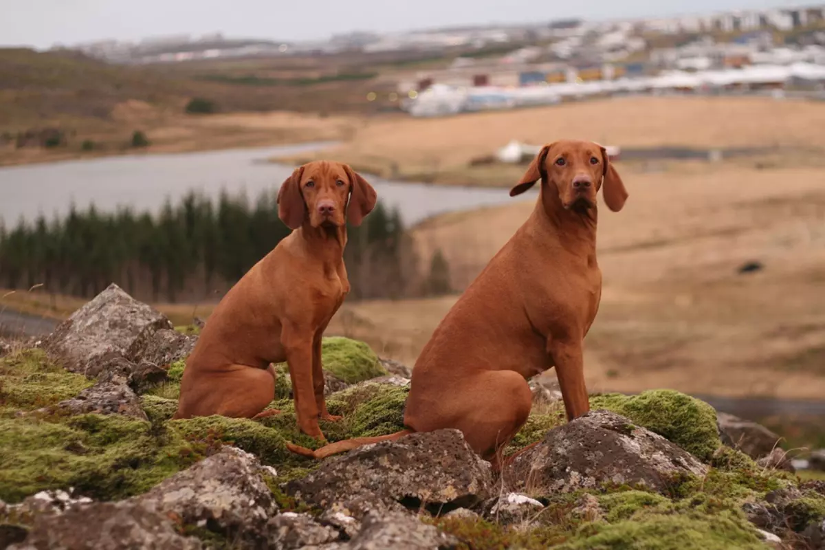 Macarca kaldırıldı (38 fotoğraf): cins köpeklerin tanımı, Macar lidiyeti, stenografi ve sert çeşitlerin yavrularının karakteri 12078_5