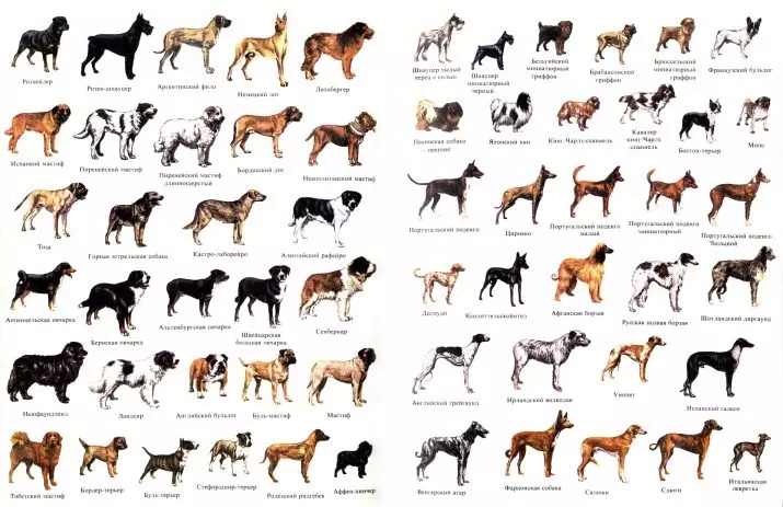races de chiens (71 photos): noms alphabétiques. Quels sont les chiens maison pur-sang? Liste des types de rouge et d'autres chiens de couleur, la description des meilleures races pour la maison 12079_2