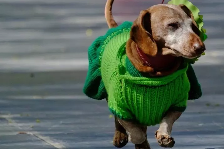 races de chiens (71 photos): noms alphabétiques. Quels sont les chiens maison pur-sang? Liste des types de rouge et d'autres chiens de couleur, la description des meilleures races pour la maison 12079_70