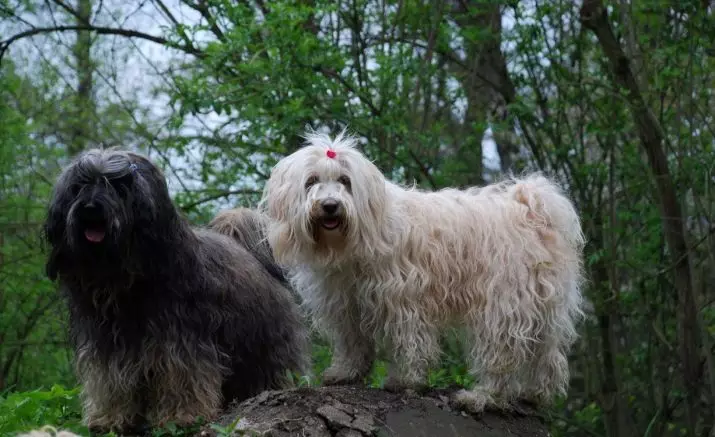 Razas de cans Psique inodoro (37 fotos): Can Dogs non cheira? Lista de razas que non teñen ningún cheiro desagradable de la 12080_19