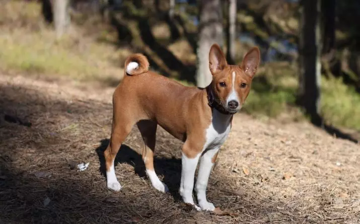 Razas de cans Psique inodoro (37 fotos): Can Dogs non cheira? Lista de razas que non teñen ningún cheiro desagradable de la 12080_27