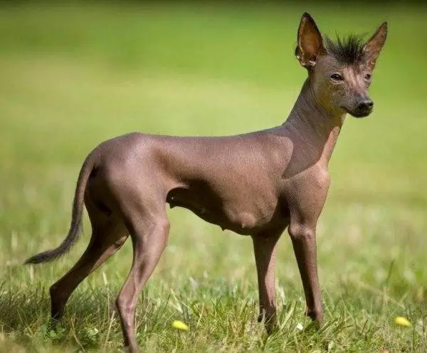 Razas de cans Psique inodoro (37 fotos): Can Dogs non cheira? Lista de razas que non teñen ningún cheiro desagradable de la 12080_30