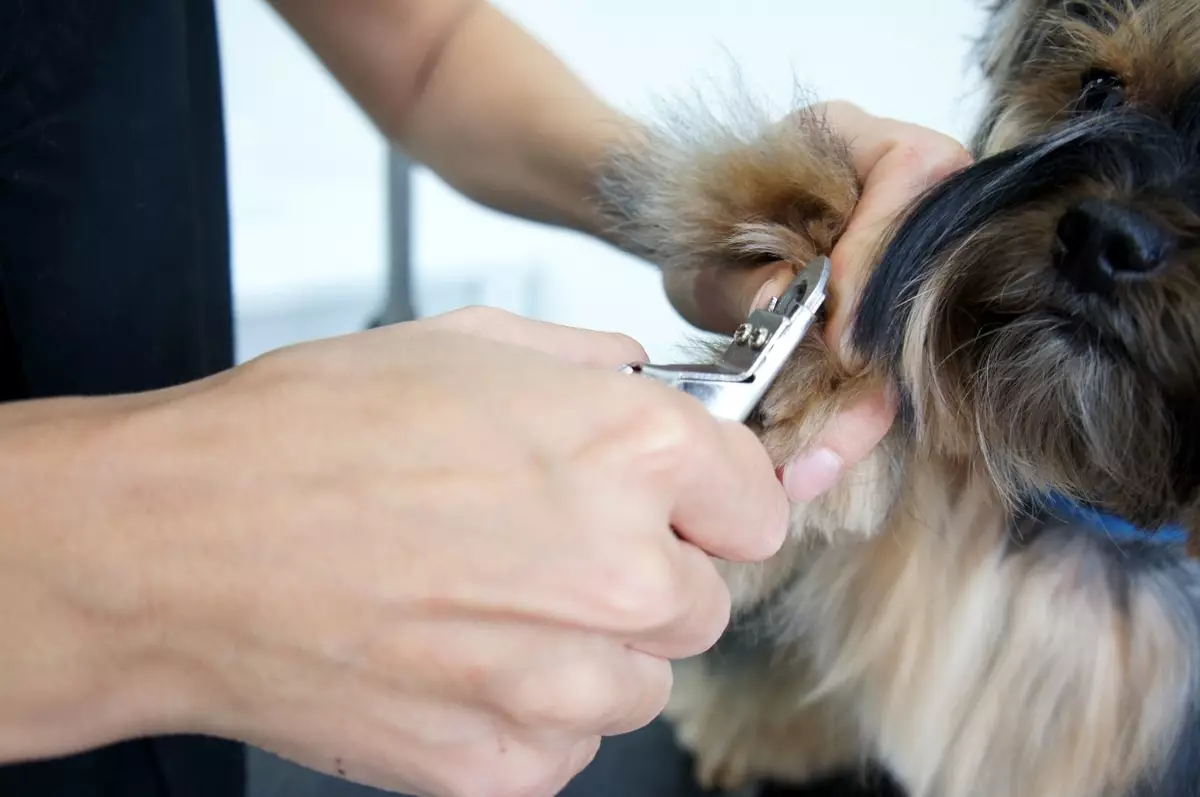 Razas de cans Psique inodoro (37 fotos): Can Dogs non cheira? Lista de razas que non teñen ningún cheiro desagradable de la 12080_34