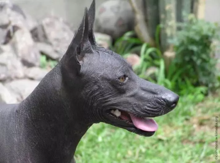 秘鲁裸狗（36张照片）：品种秘鲁兰花印加的功能，有关维护秃头狗的信息 12081_10