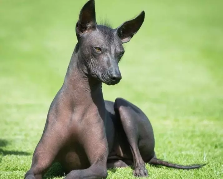 秘鲁裸狗（36张照片）：品种秘鲁兰花印加的功能，有关维护秃头狗的信息 12081_12