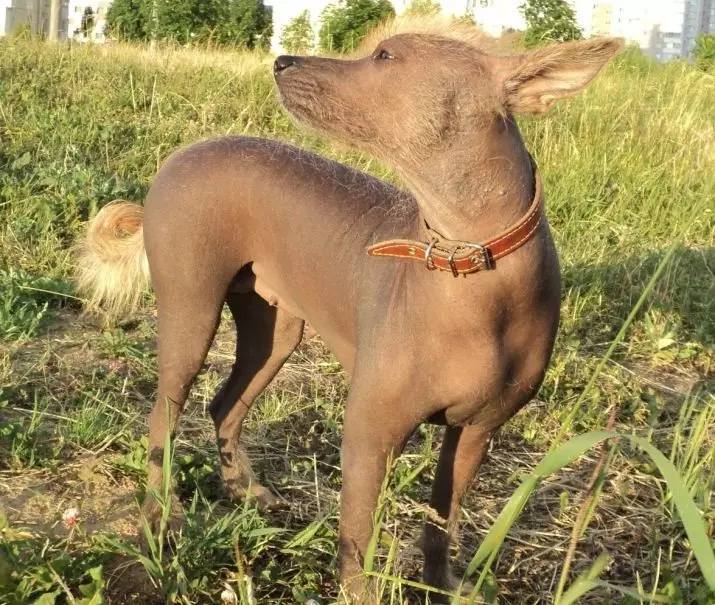 秘鲁裸狗（36张照片）：品种秘鲁兰花印加的功能，有关维护秃头狗的信息 12081_17