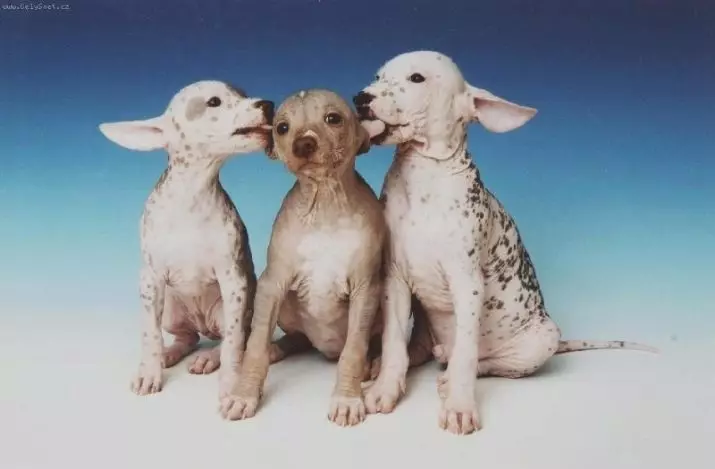 秘鲁裸狗（36张照片）：品种秘鲁兰花印加的功能，有关维护秃头狗的信息 12081_19