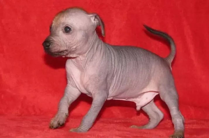 秘鲁裸狗（36张照片）：品种秘鲁兰花印加的功能，有关维护秃头狗的信息 12081_21