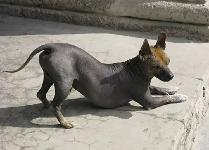 Dogs desnudos peruanos (36 fotos): características da raza orquídeas peruanas incas, información sobre o mantemento de cans calvos 12081_34