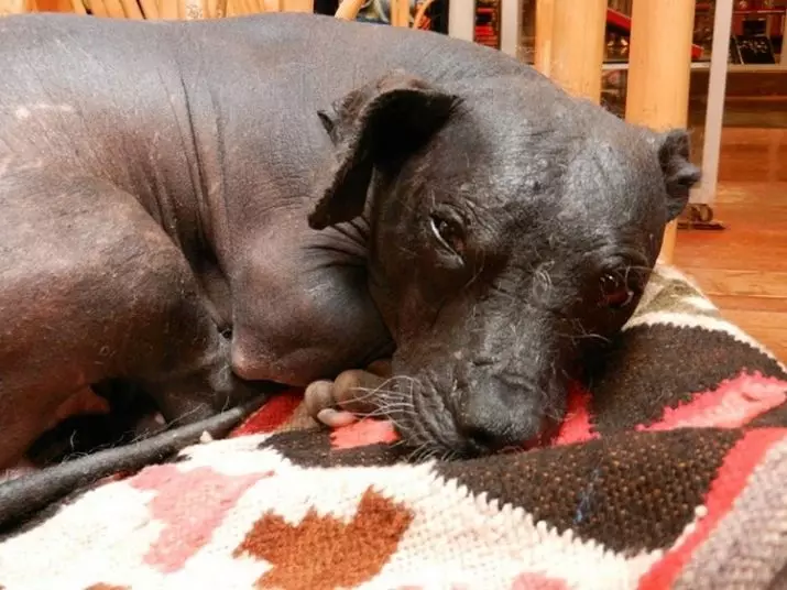 秘鲁裸狗（36张照片）：品种秘鲁兰花印加的功能，有关维护秃头狗的信息 12081_36