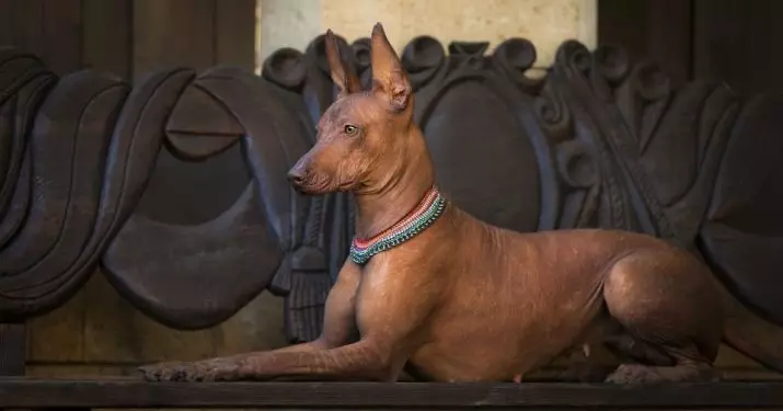 秘鲁裸狗（36张照片）：品种秘鲁兰花印加的功能，有关维护秃头狗的信息 12081_5