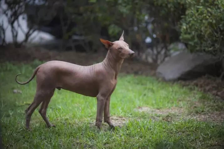 秘鲁裸狗（36张照片）：品种秘鲁兰花印加的功能，有关维护秃头狗的信息 12081_6